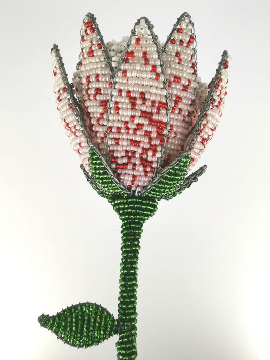 Beaded Protea